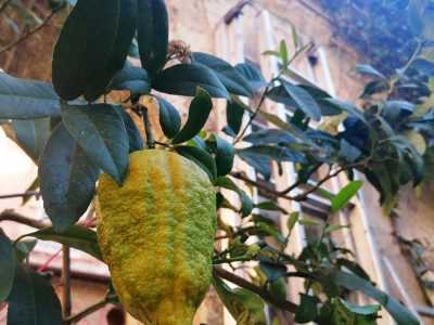 A farla da padrone sono per� le diverse essenze di agrumi, mandarini e profumati limoni: probabilmente gli originali alberi piantati due secoli fa